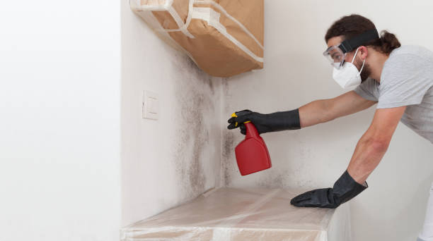 Professional Basement Mold Remediation technician working in Spring Branch, TX