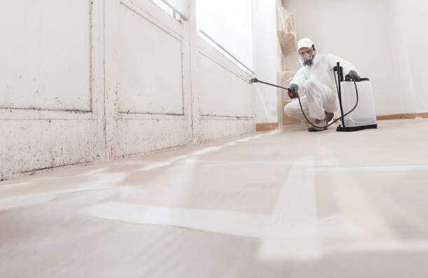 24/7 Emergency Basement Mold Remediation experts in Spring Branch, TX
