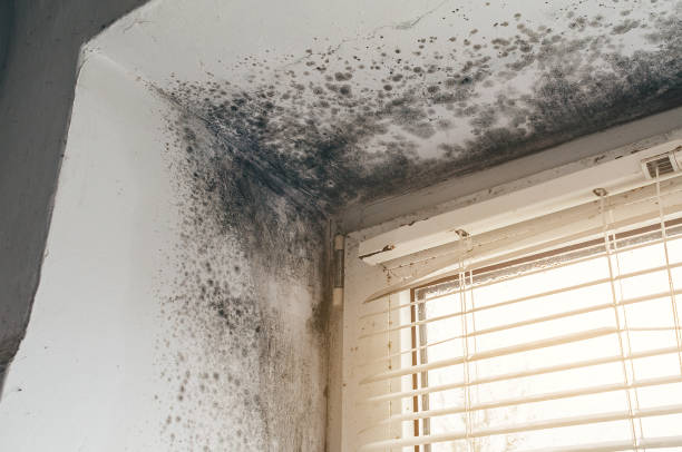 Affordable Basement Mold Remediation solutions in Spring Branch, TX